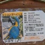 福岡県大野城市にある株式会社アシュランの「バードハウス」にいるルリコンゴウインコのジロウの説明と画像